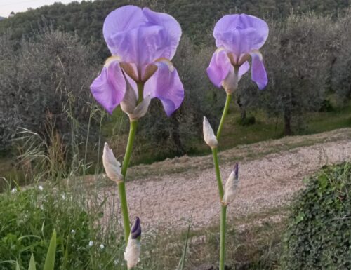 La Magia del crepuscolo e l’eleganza degli Iris a La Collina del Sole nel cuore del Chianti